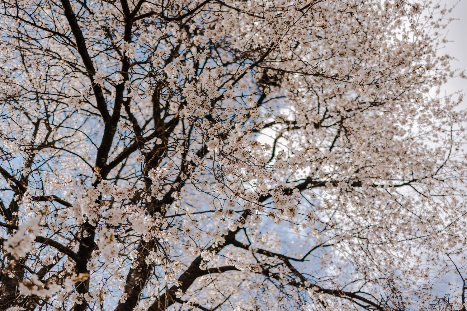 Cherry blossom trees in full bloom against bright blue spring sky.