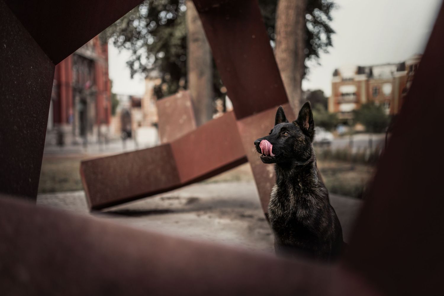 Curious tabby cat peeking around an urban corner with red brick buildings.
