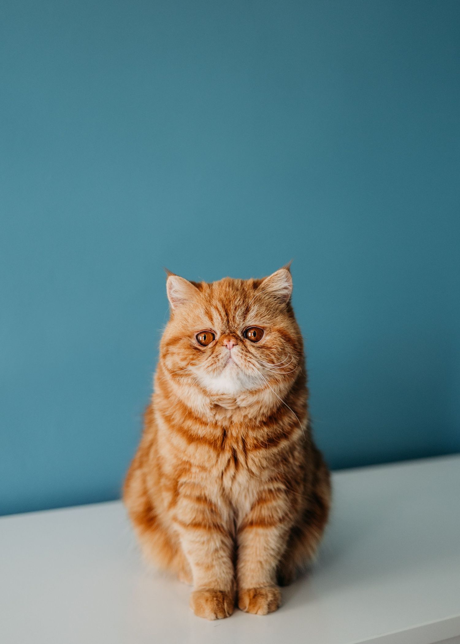 Ginger exotic shorthair cat with round face sits regally against turquoise blue wall on white surface.