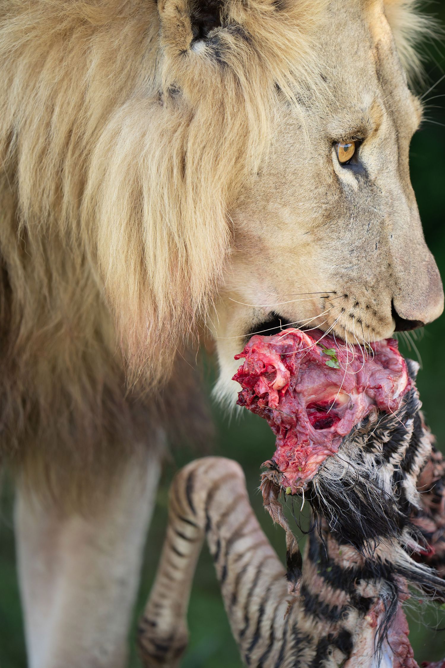 Male lion eating fresh prey with blood visible on its mane in natural habitat.