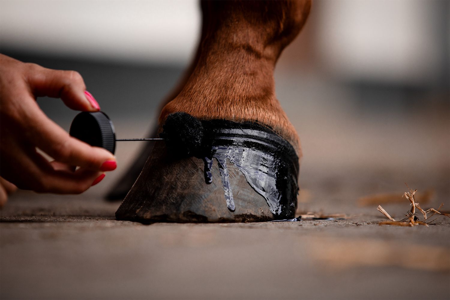 Close-up of hands applying hoof care treatment to a horse's foot.