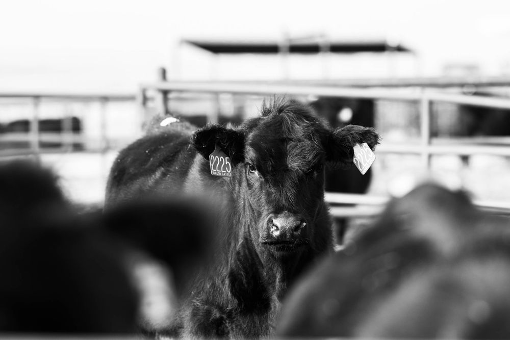 Black Angus calf peers through crowd of cattle in dramatic black and white photograph.
