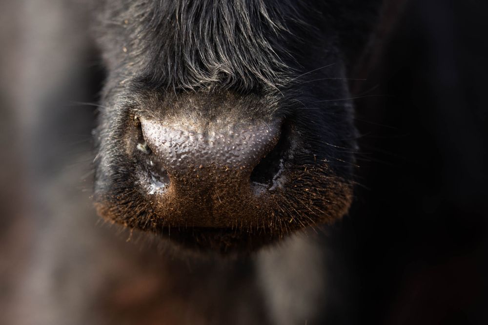 Close up macro photo of a cows wet black nose and nostrils against dark background.