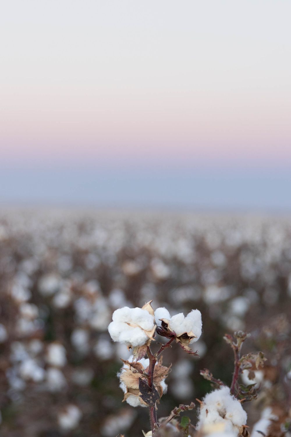 Ripe cotton bolls on plants against a soft pink and blue sunset sky.