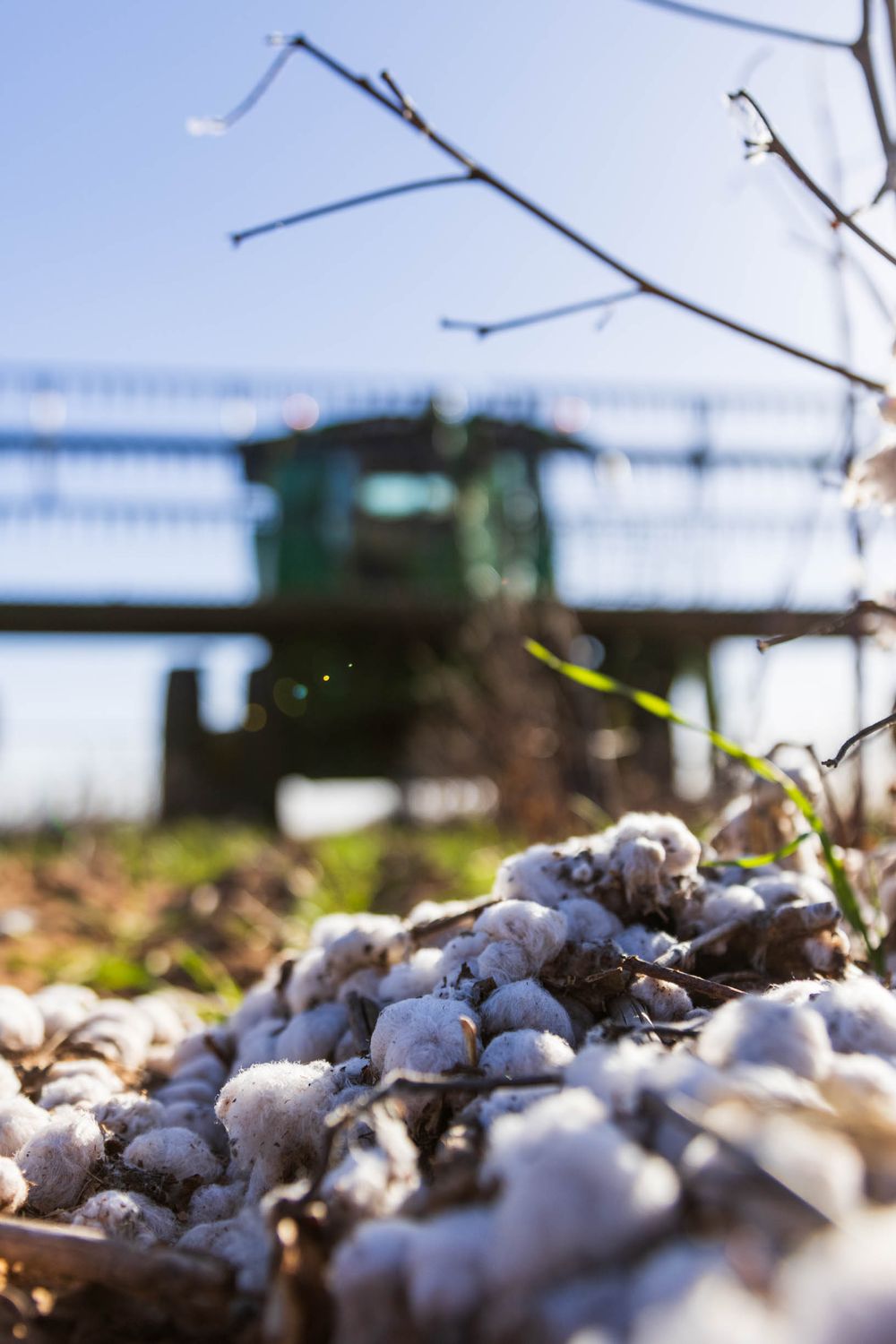 Close-up view of cotton bolls growing on plants with shallow depth of field.