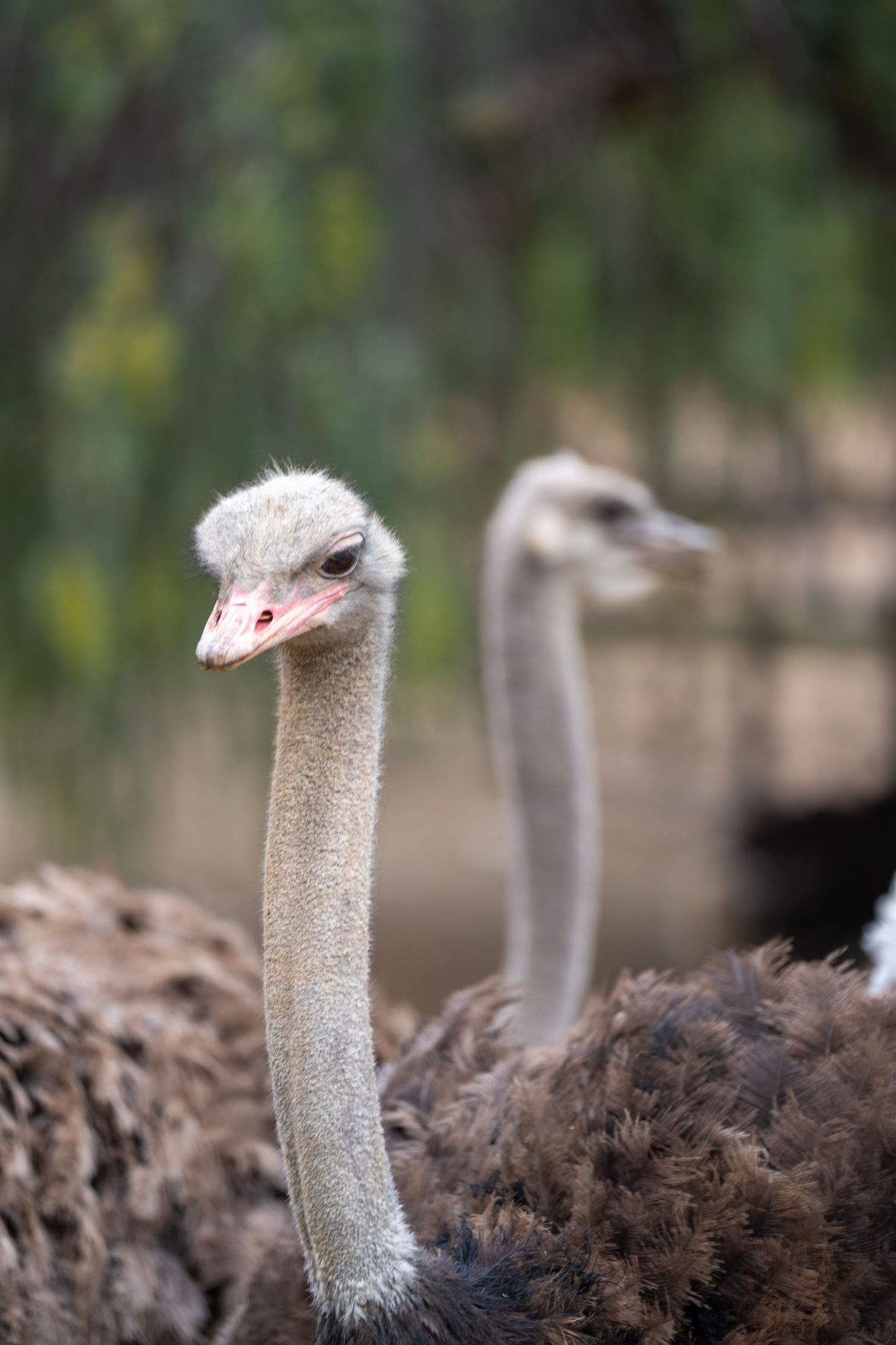 Close-up of an ostrich head and long neck with fluffy gray feathers.