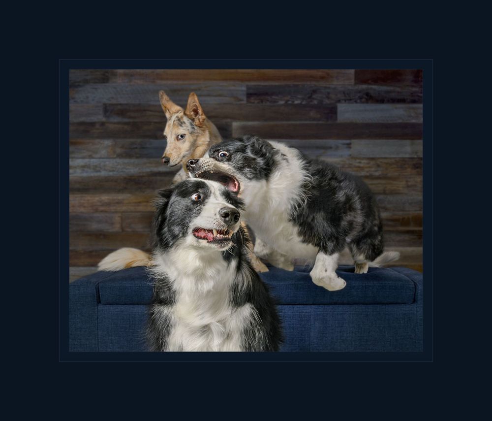 Two playful dogs on blue bench with rustic wood panel background.