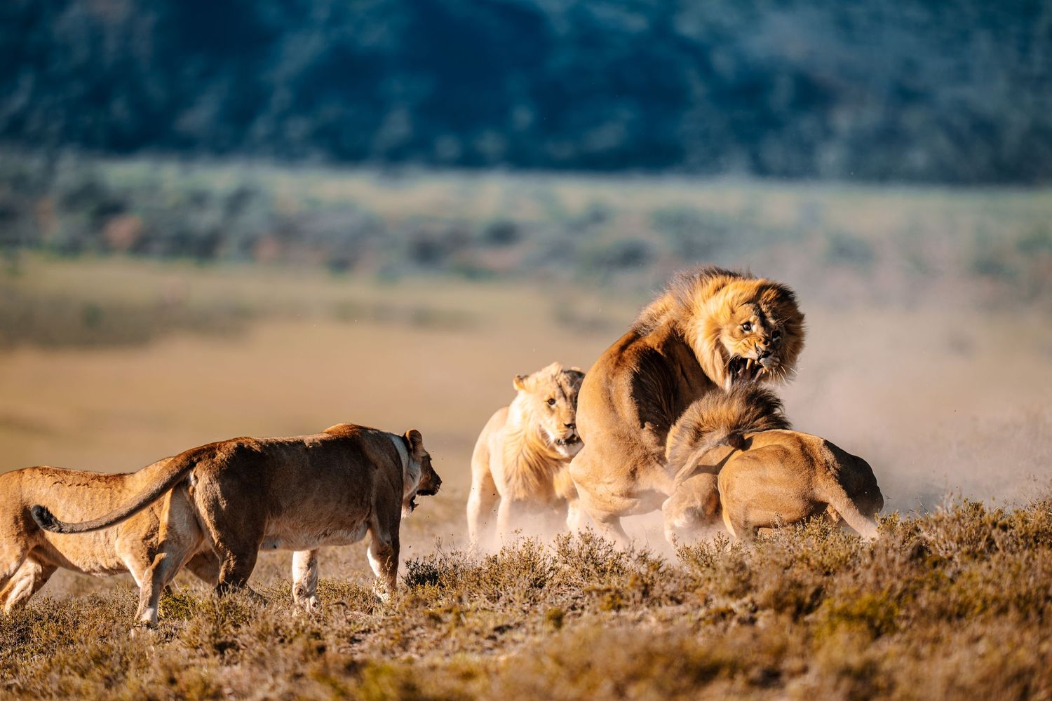 Lions cautiously stalk prey across the African savanna at sunset.