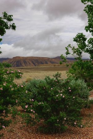 Rose bushes bloom in front of rugged desert mountains under overcast skies.