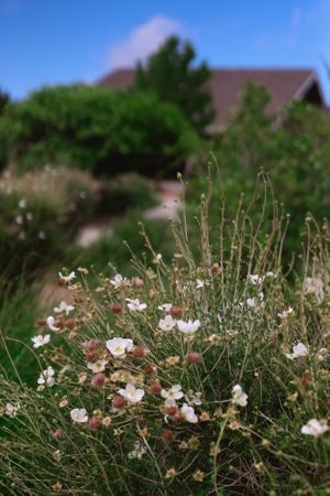 Delicate white wildflowers growing among desert brush with mountains in the background.