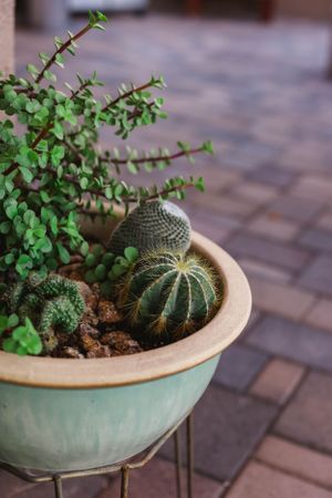 Decorative planter containing succulents and cacti in a mint green ceramic bowl.