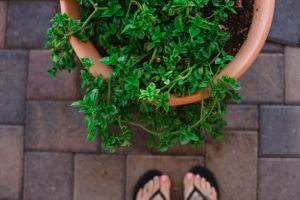 Close-up of lush green plants growing in terra cotta pots on a paved surface.