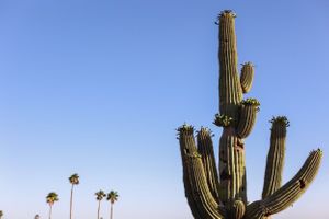 Tall saguaro cactus standing against a bright blue desert sky.