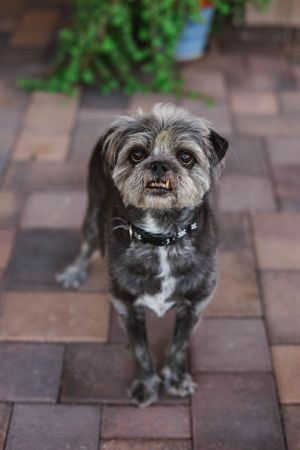 A scruffy grey mixed-breed dog with white chest markings stands on brick pavers looking at the camera.