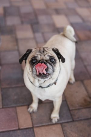 A happy pug dog with tongue out stands on brick pavers looking upward.
