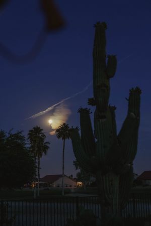 Saguaro cactus silhouettes against a dark blue night sky with a bright moon.