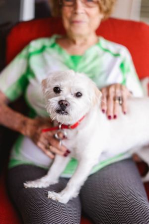 A small white dog with a red collar rests on a black and white patterned cushion.