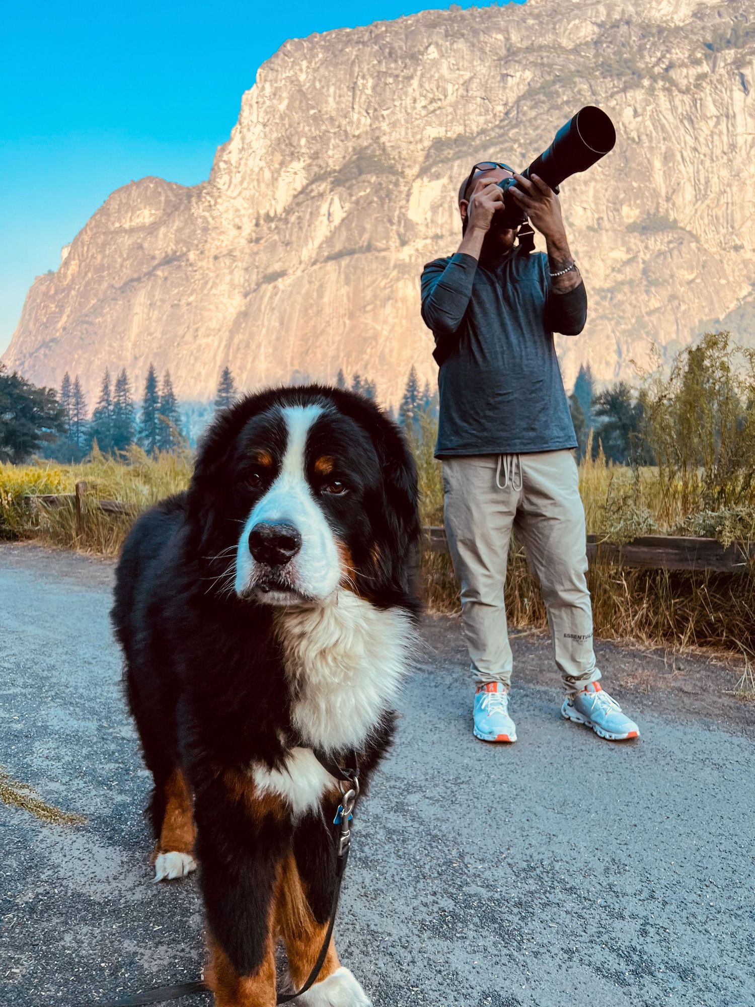 A large Bernese Mountain Dog stands on a path while a photographer captures images of El Capitan in Yosemite.