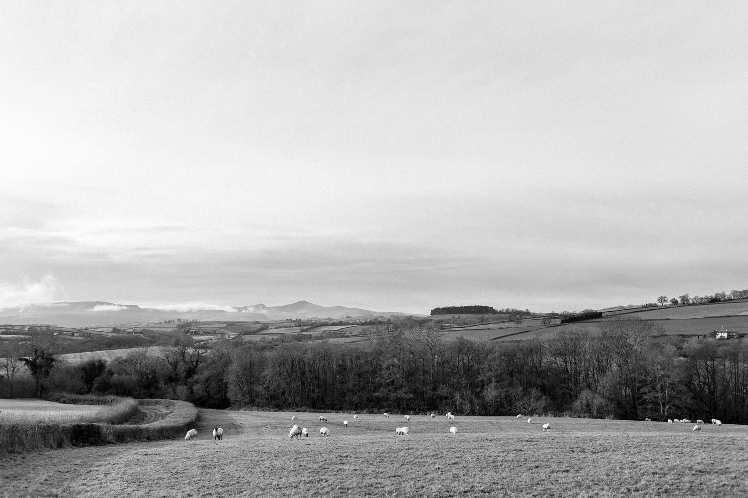 Countryside scene in Wales with sheep grazing in the pastures.
