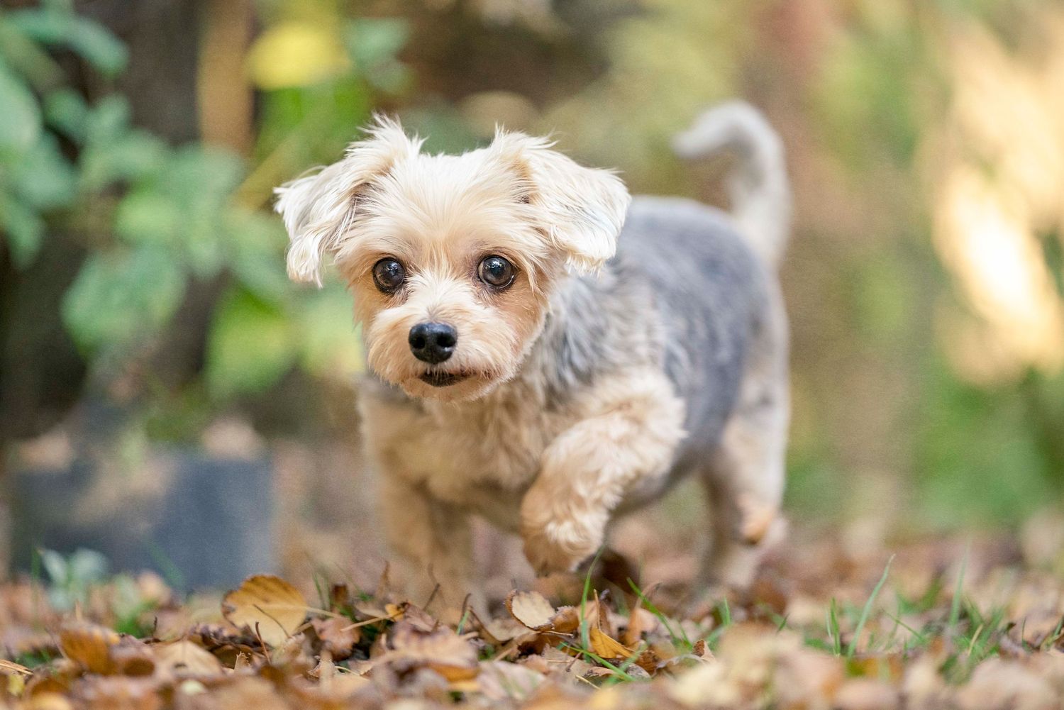 Action shots pet photography