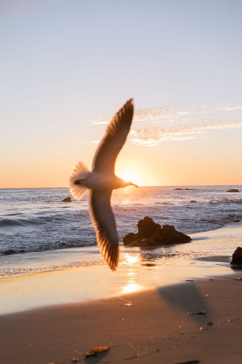 A seagull soars against a golden sunset over the ocean with rocks silhouetted in the background.