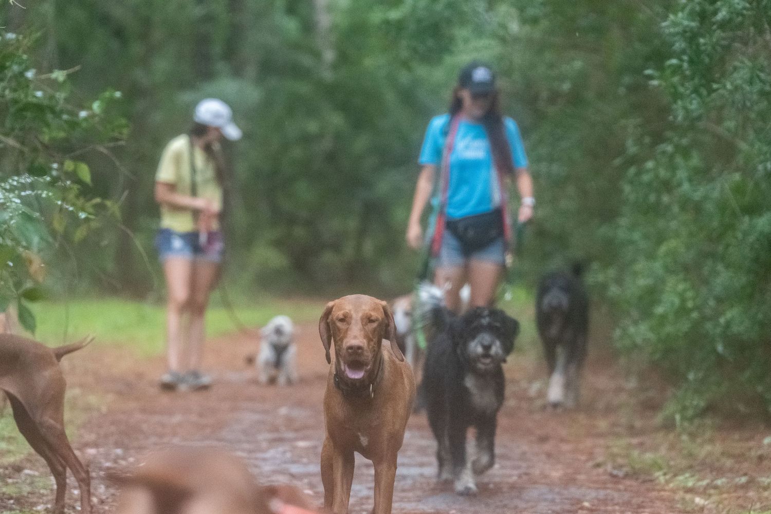 Two female dog walkers bringing a group of dogs in from a marsh adventure on a rainy day in Charleston, South Carolina.