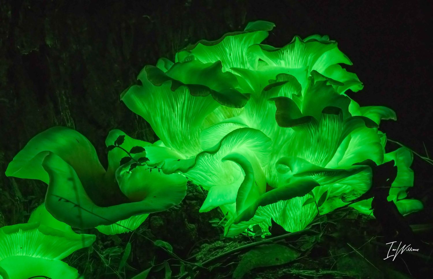 Ghost fungi