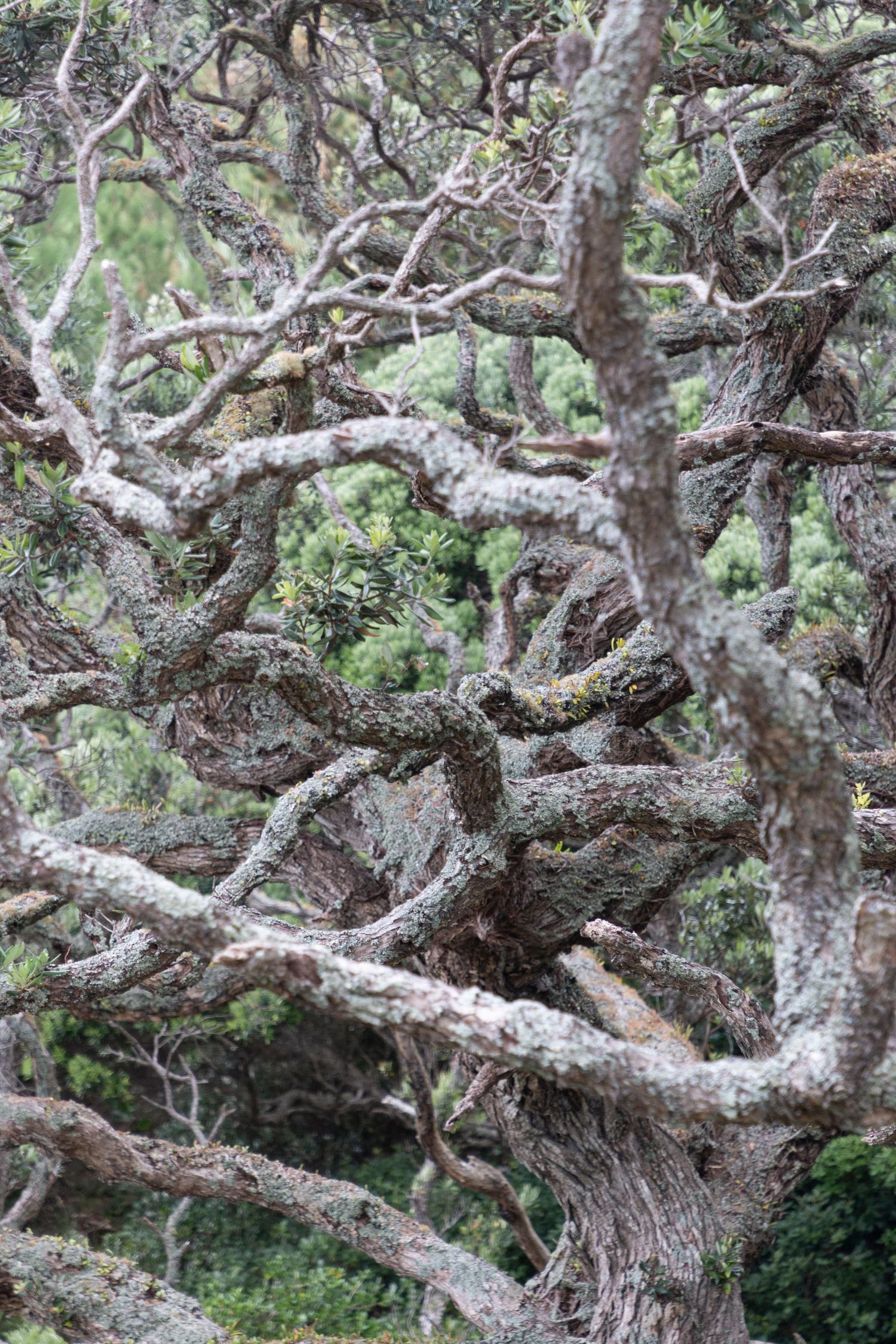 A dense, tangled canopy of gnarled tree branches and green foliage, showcasing the complex texture and pattern of the forest.