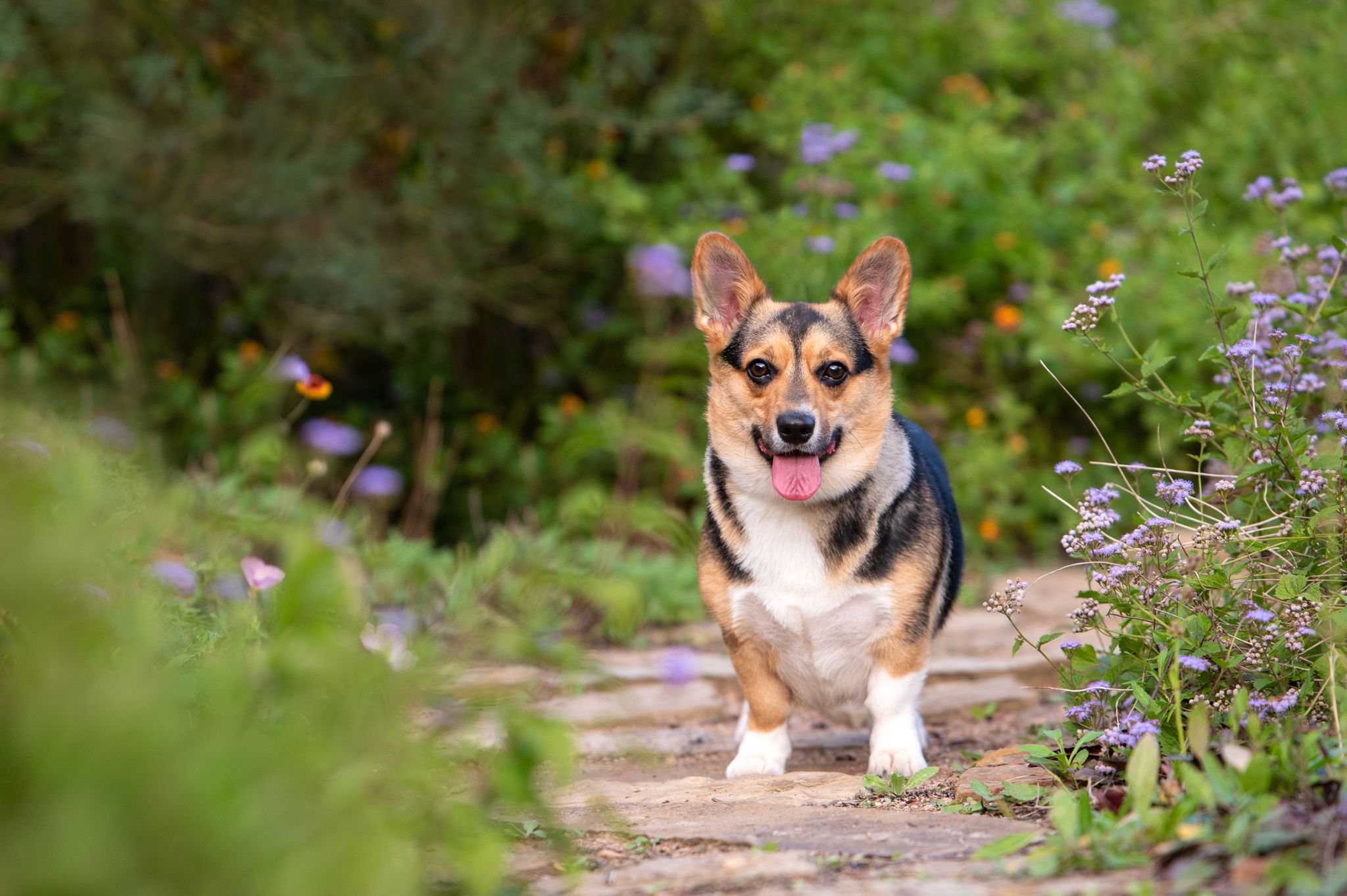 Happy corgi dog walking on a garden path surrounded by purple flowers.