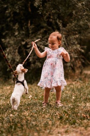 Small white dog jumping up to play with a toy on a grassy field.