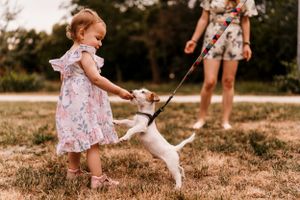 Small white dog playing with a leash on summer grass.