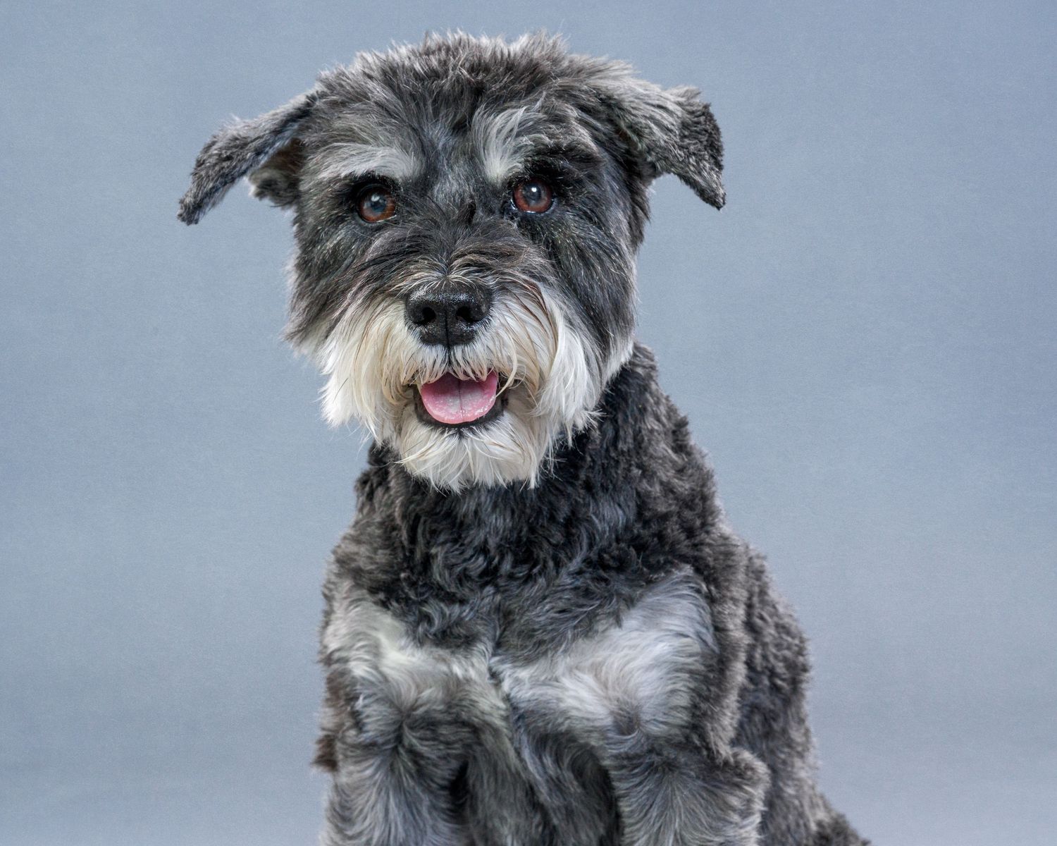 Pet portrait photography