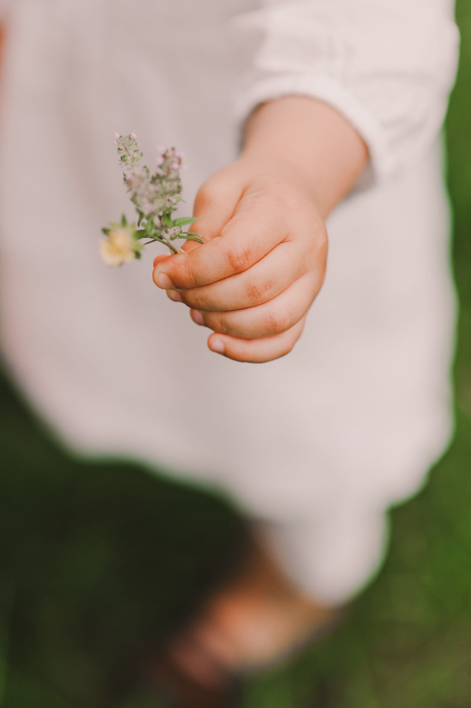 Close-up of small hands holding delicate white wildflowers against a green background.