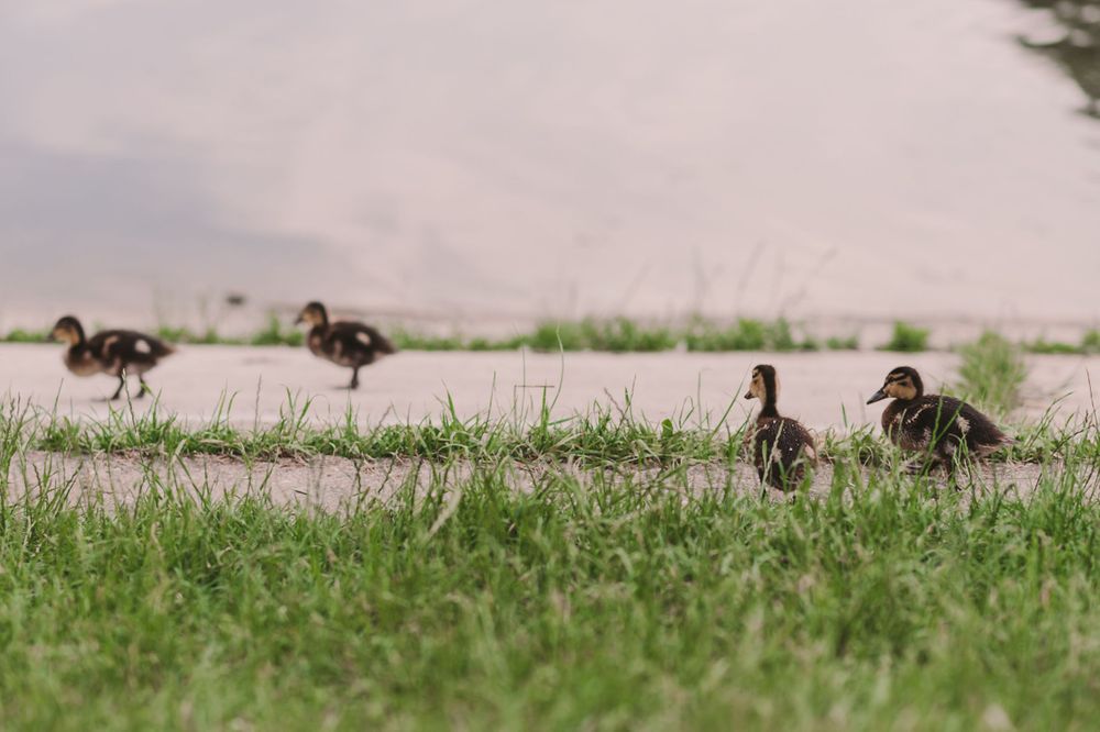 Row of small birds perched on grass in a line.