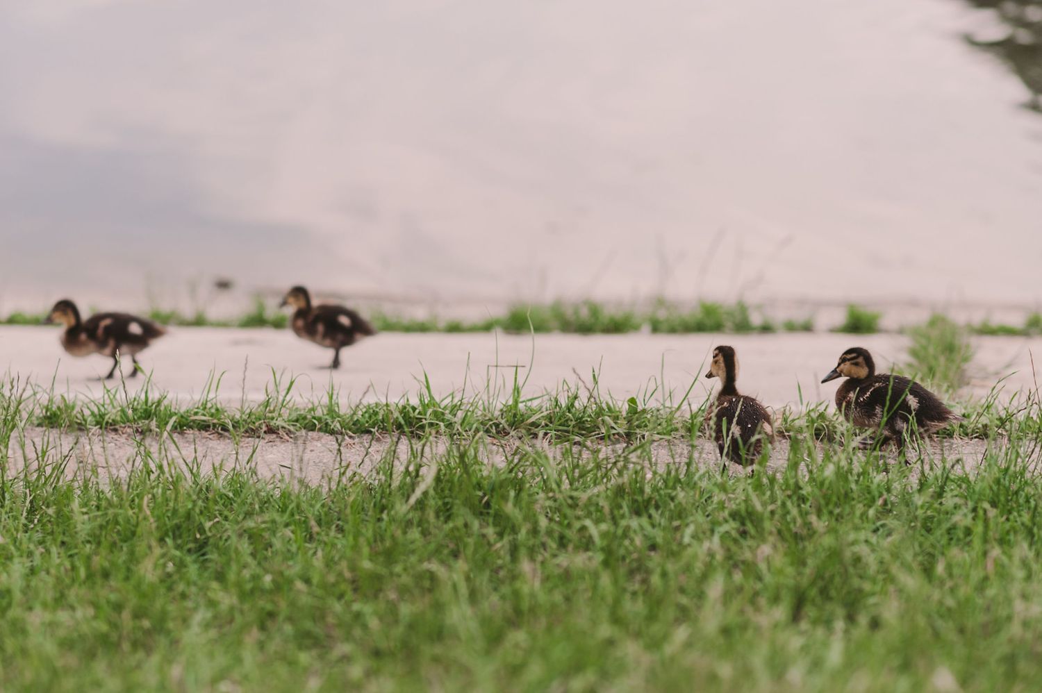 Row of small birds perched on grass in a line.