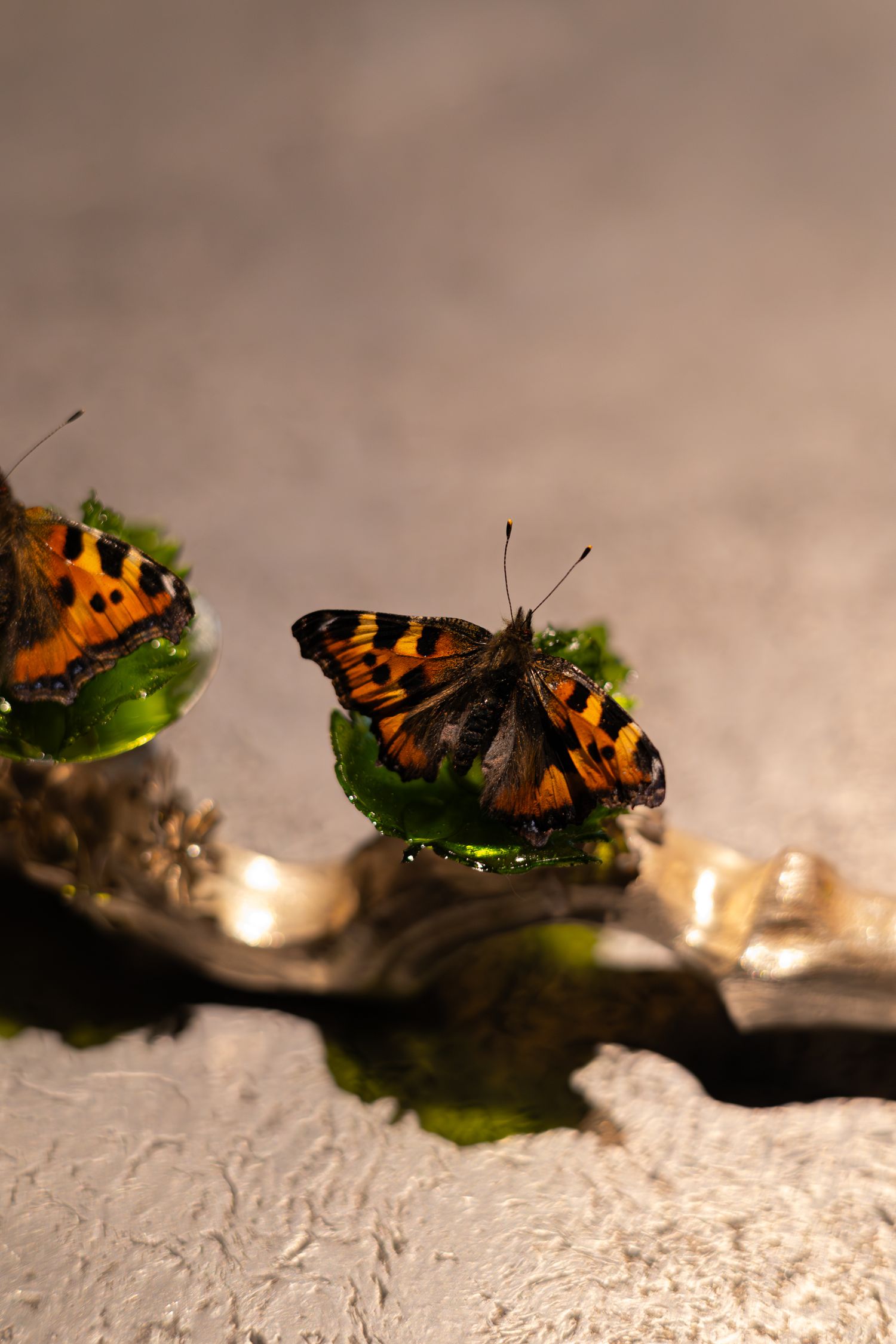 Two orange and black butterflies perched delicately on green leaves with dramatic lighting.