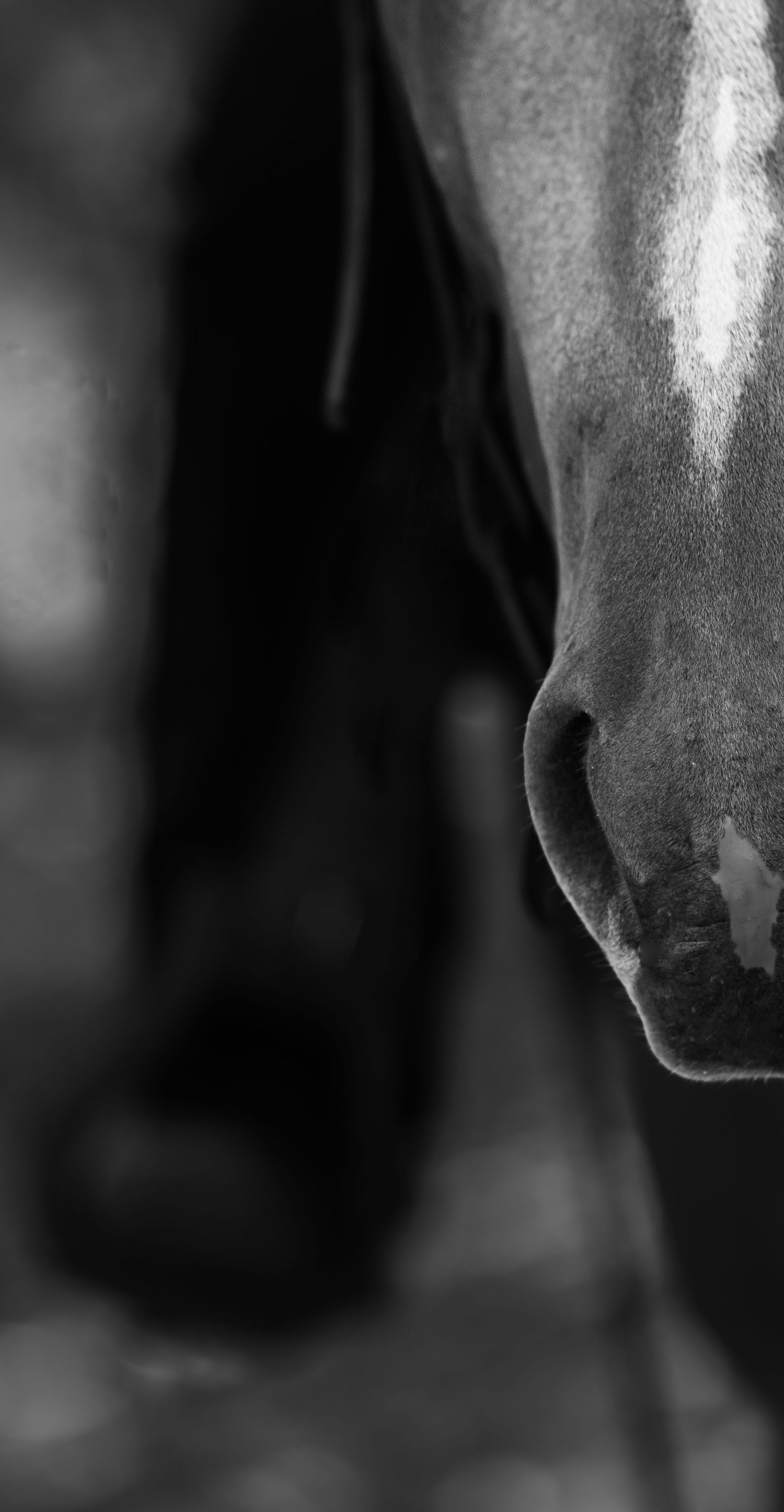 Close-up black and white photo of a horse nostril and muzzle with dramatic lighting.