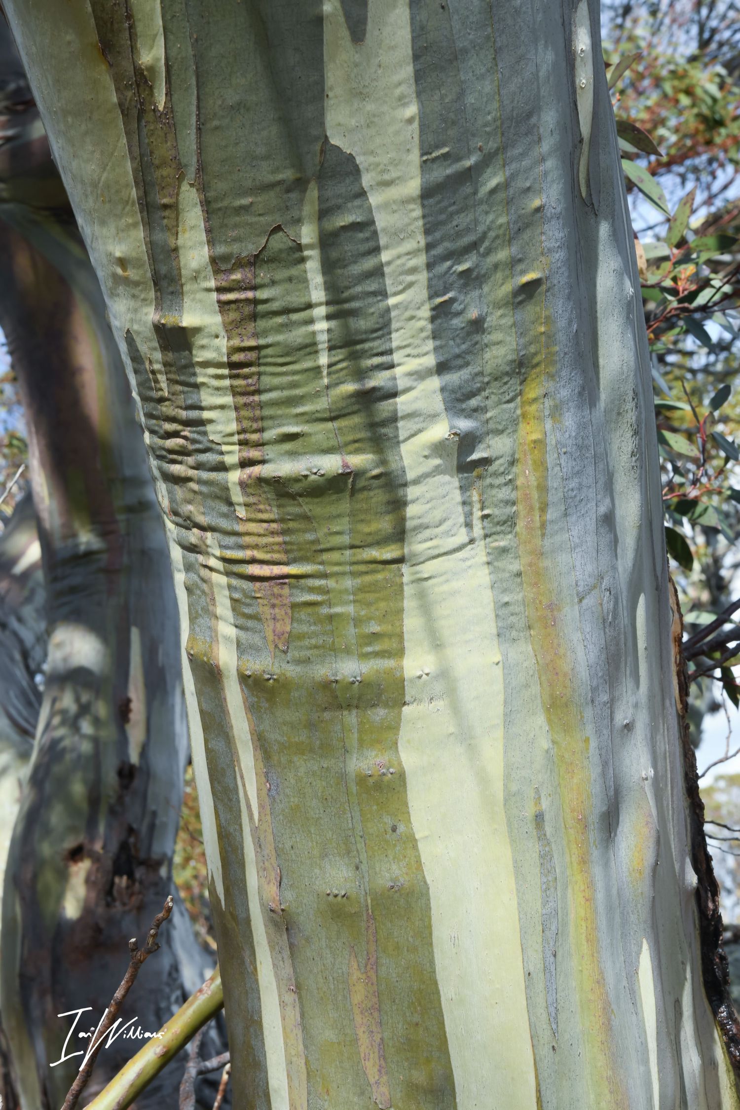 Snow gum