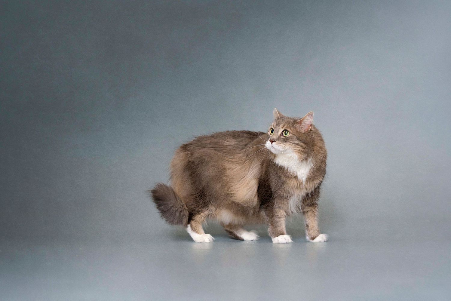 Toronto Pet Photography