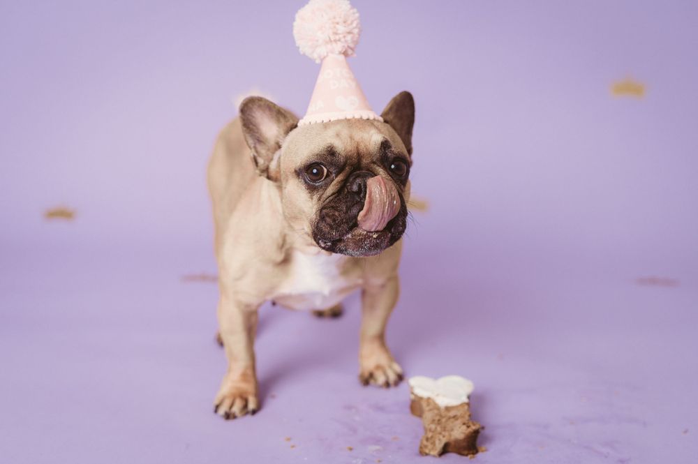 pet photographer buffalo ny,  pet birthday photographer buffalo ny, dog photographer buffalo ny