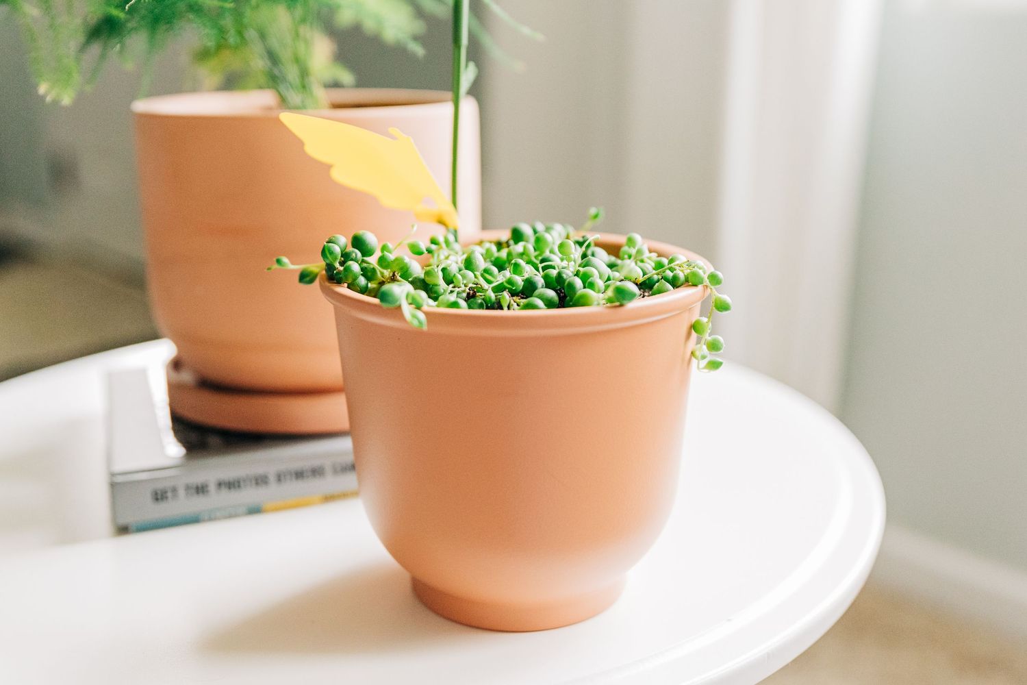 house plant with gnat catcher in it
