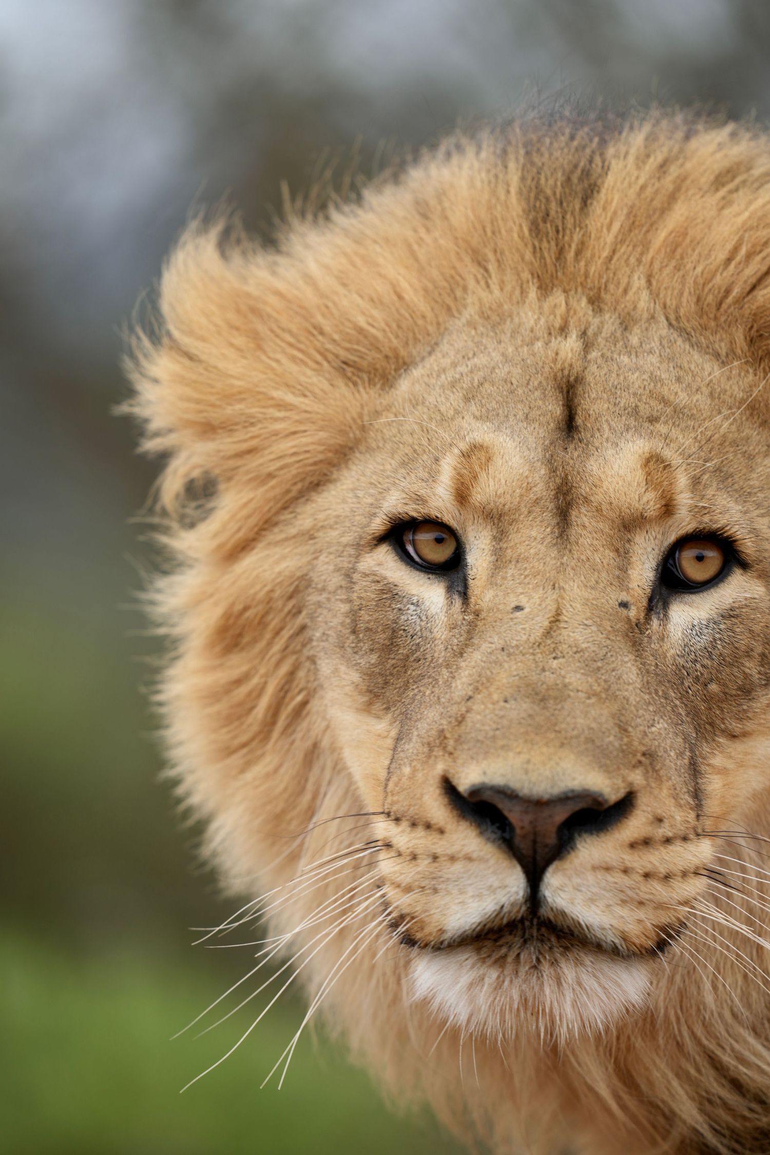 Close-up portrait of a majestic lion with golden mane.