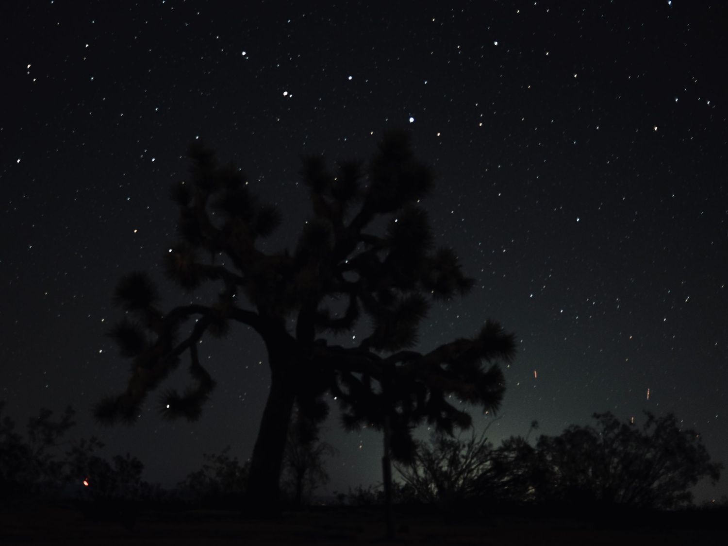 Joshua Tree on a stary night background