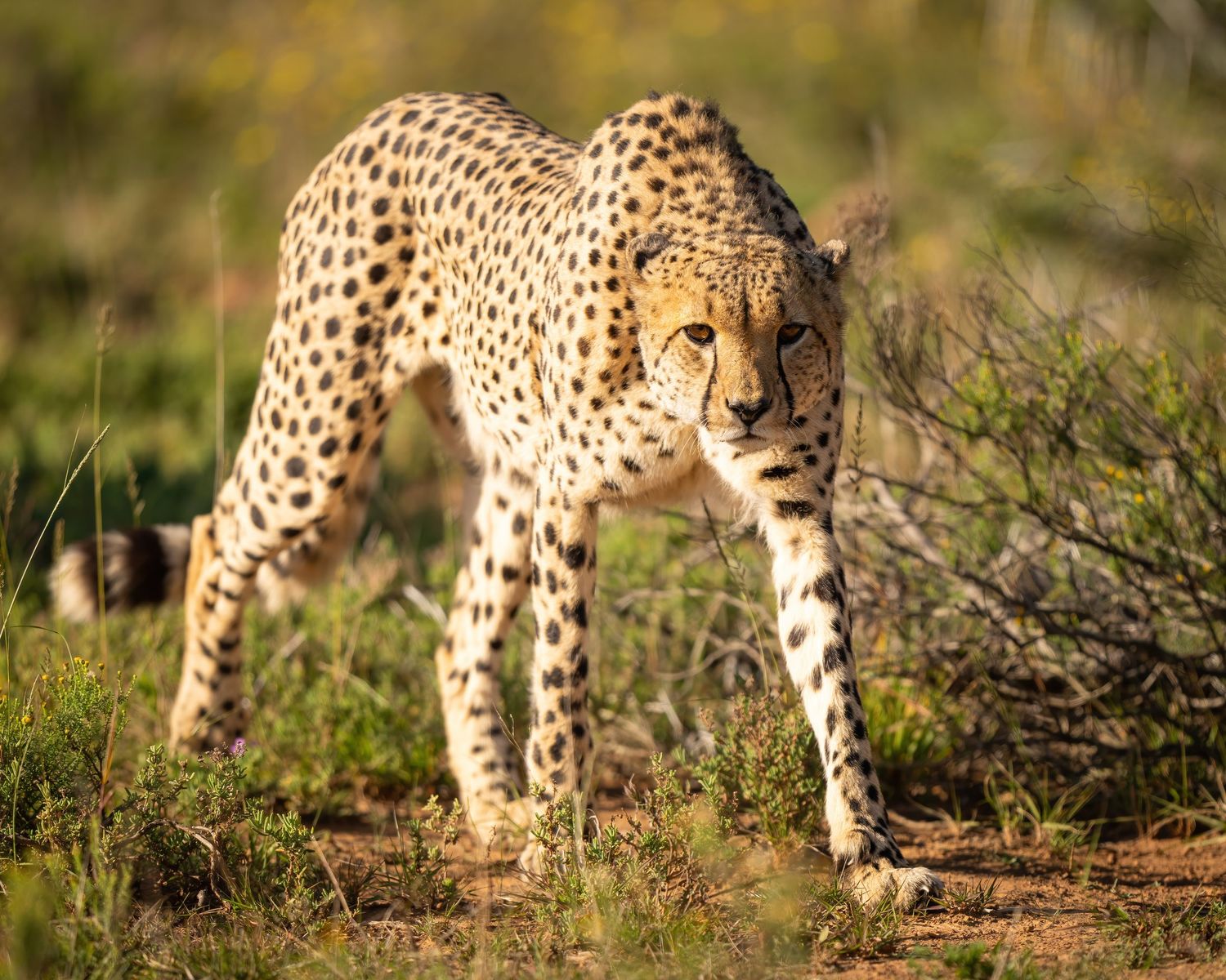 A cheetah prowls through the grassland with its distinctive spotted coat.