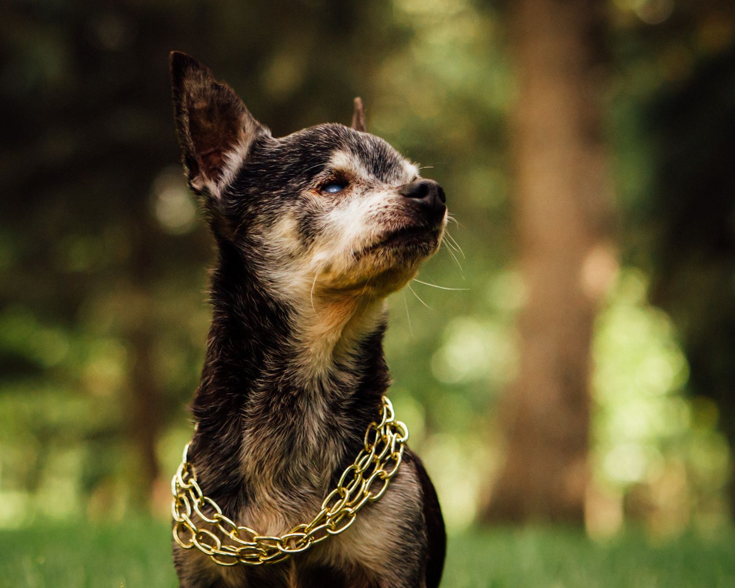 black and brown Chihuahua dog outside wearing a gold chain necklace with pine trees in the background