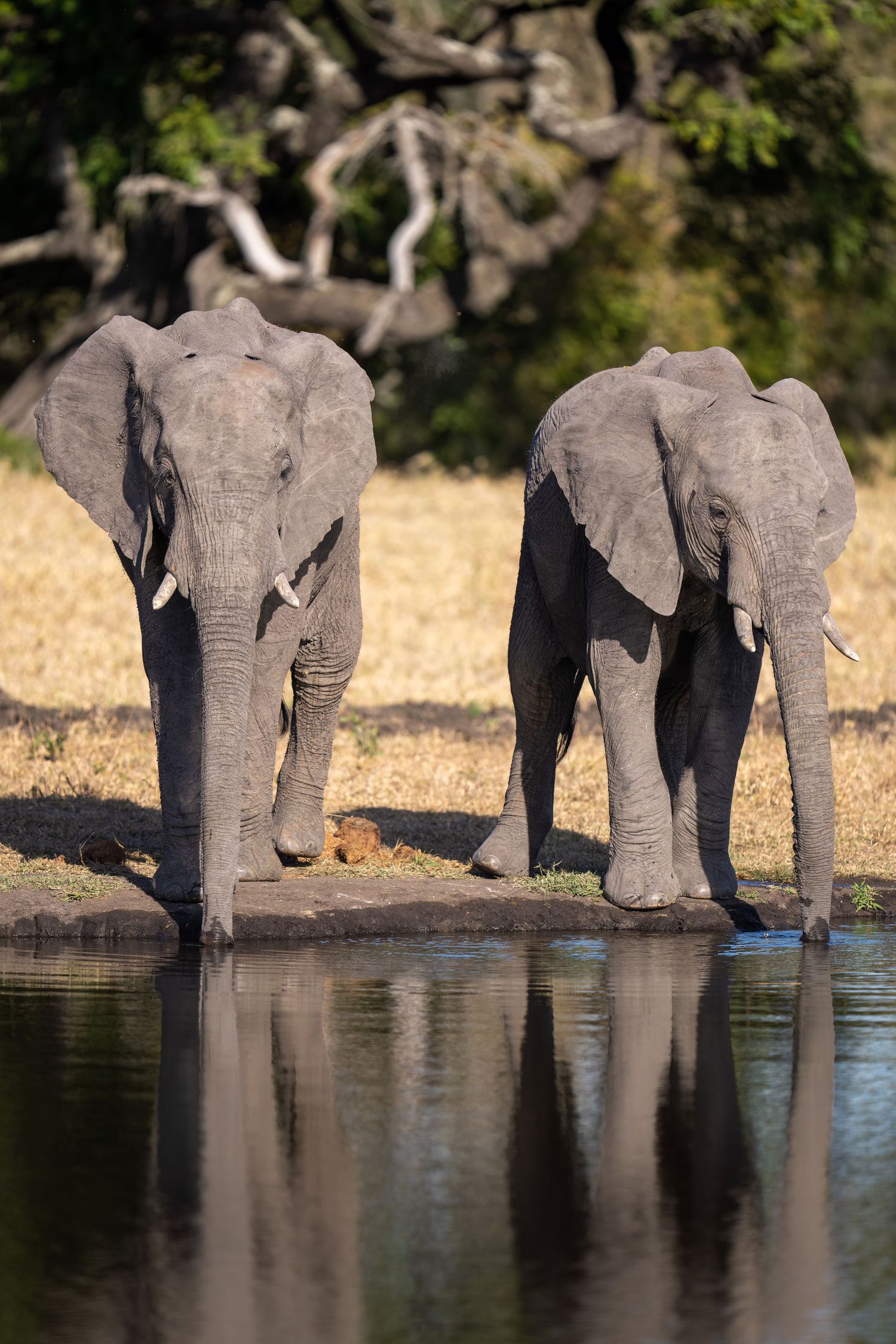 Two African elephants drink from a waterhole with their reflection visible.