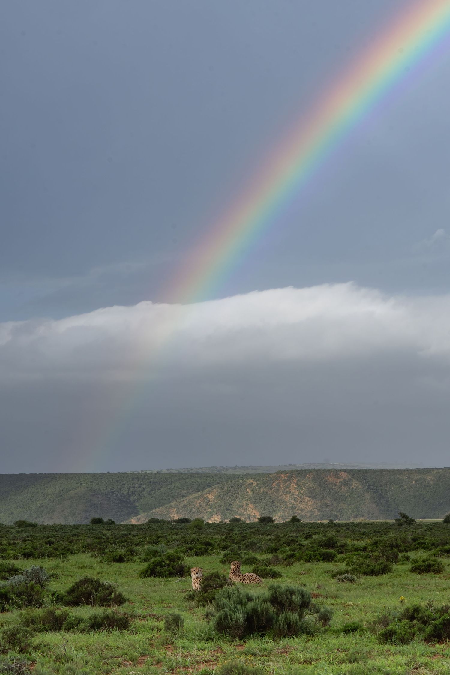 A vibrant rainbow arches over green plains and rolling hills against stormy skies.