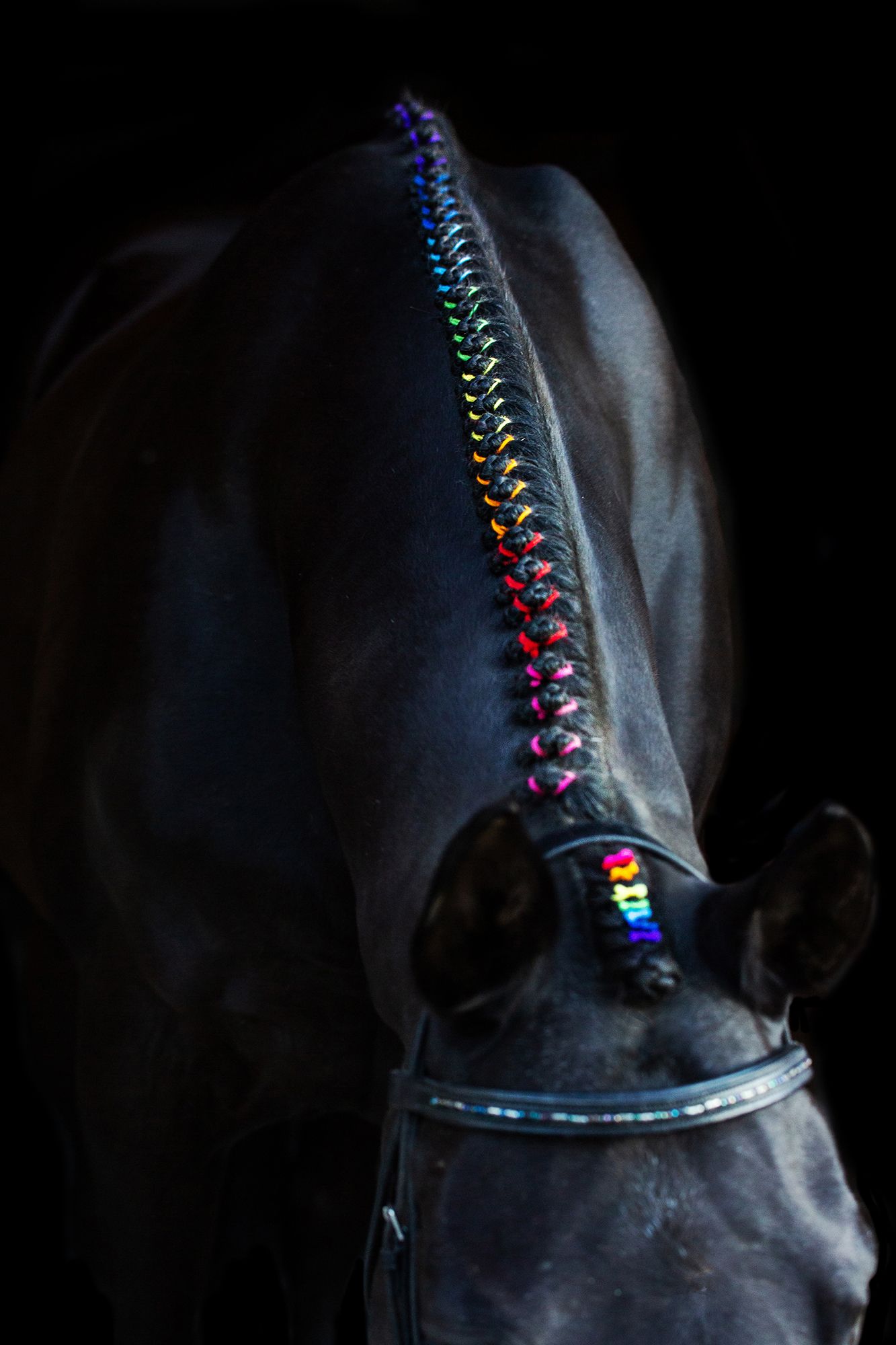 white horse neck braided in rainbow part of lgbt pride collection  captured by q2 photography