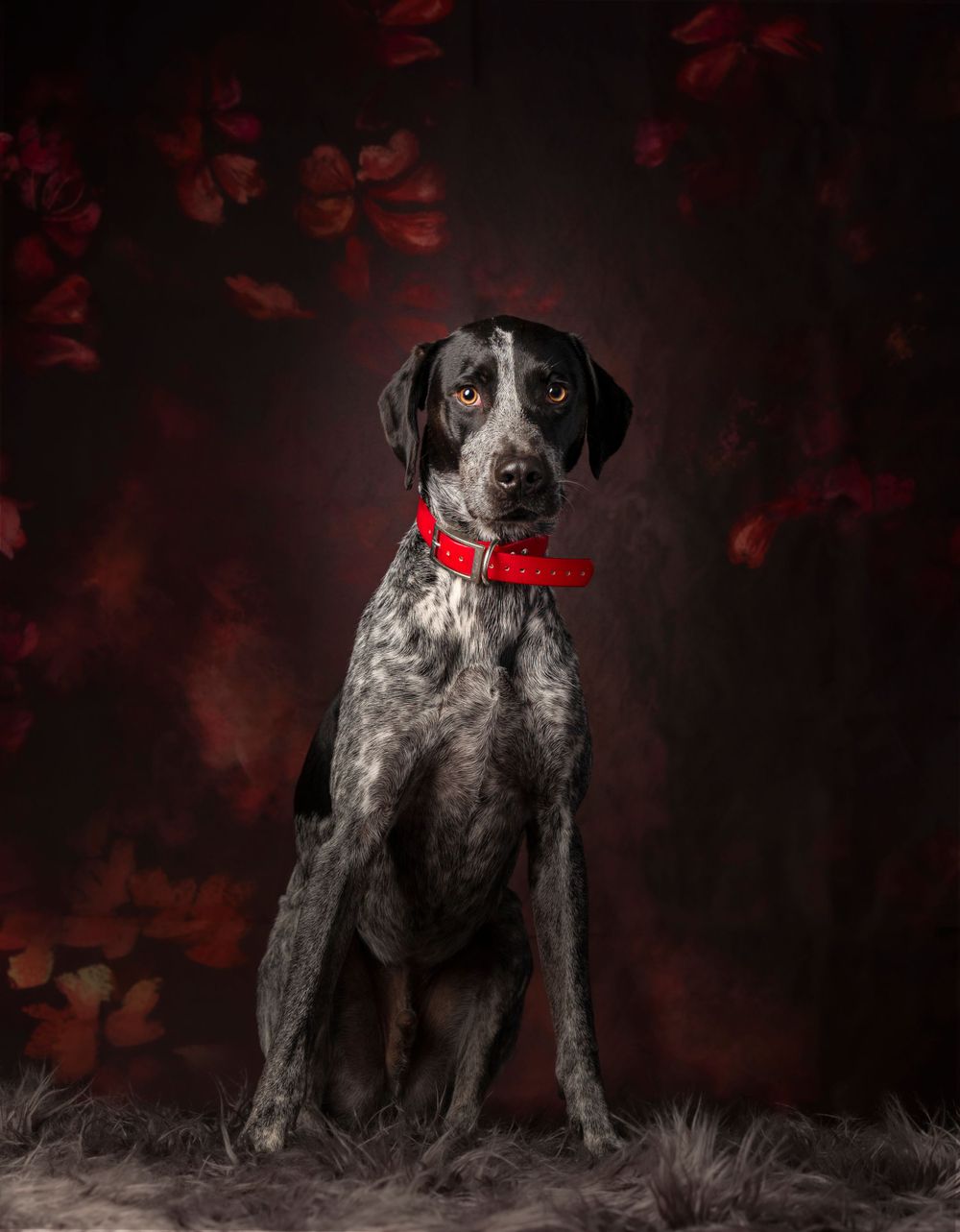 Fine Art studio photograph of dog with flower background