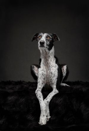 Fine Art studio photograph of Galgo black and white laying down – luxury studio dog portrait HelgaZimages Tampa
